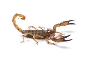 scorpion control austin tx